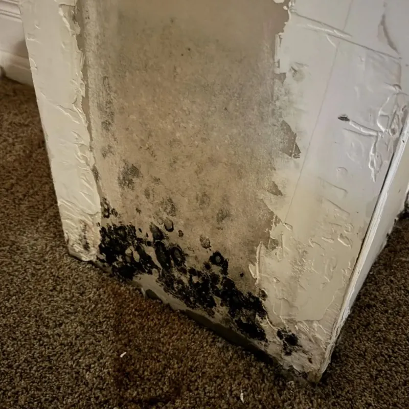 Professional Mold Removal in Washington County, KY